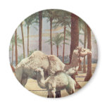Camels magnets