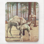 Camels mousepads