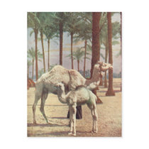 Camels postcards by aussiechristmas Camels postcards
