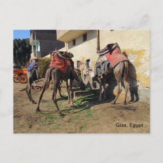 Camels Postcard postcard