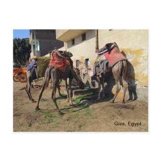 Camels Postcard postcard