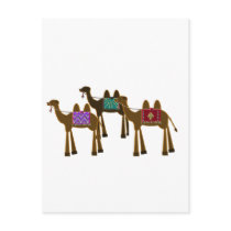 Camels Postcard