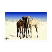 Camels posters