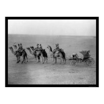 Camels Pulling a Carriage Across the Sahara 1901 posters by lc_vintagephotos Camels Pulling a Carriage Across the Sahara 1901 posters