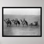 Camels Pulling a Carriage Across the Sahara 1901 Poster