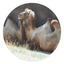 Camels stickers