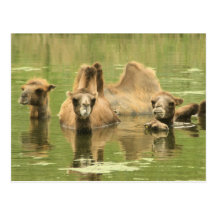 Camels Yum Postcards