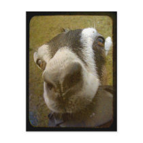 Camera Yum! Post Card