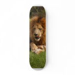 Cameron_toy_003 Skateboards