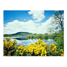 Camlough Lough, County Down, Ireland  flowers Post Card