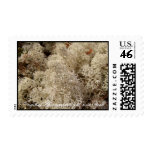 CAMO Caribou Moss Stamps