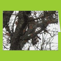 Camo Hawk Card cards
