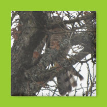 Camo Hawk Magnet magnets