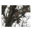 Camo Hawk Poster print
