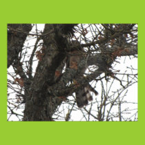 Camo Hawk Poster posters