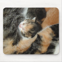 Camo Kitten mousepads