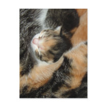 Camo Kitten postcards