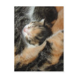 Camo Kitten postcards