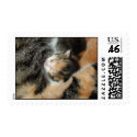Camo Kittin postage
