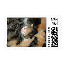 Camo Kittin postage by GrumpyKittenGraphics Camo Kittin postage