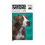 Camo, the Brindle American Pit Bull Dog postage