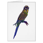 Camoflage Budgie cards