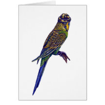 Camoflage Budgie Card