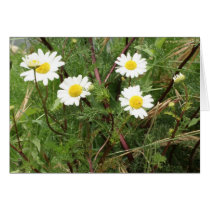 camomile card
