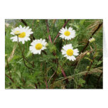 camomile cards