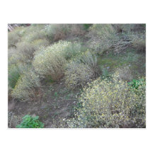 camomile post card