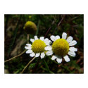 Camomile posters by helentr Camomile posters