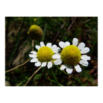 Camomile posters by helentr Camomile posters