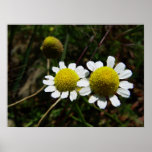 Camomile Print