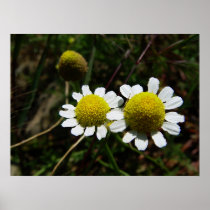 Camomile Print