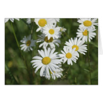 Camomiles Greeting Card