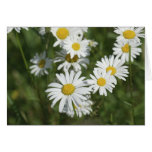 Camomiles cards