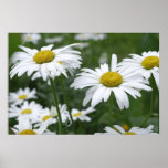 Camomiles Print