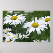 Camomiles Print