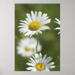 Camomiles Print