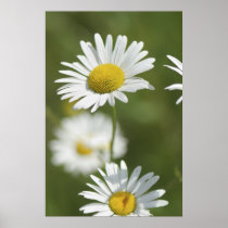 Camomiles Print