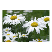 Camomiles posters
