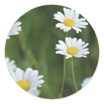 Camomiles Round Stickers