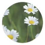 Camomiles Round Stickers