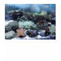 Camosile (underwater) t-shirts
