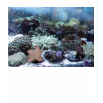 Camosile (underwater) t-shirts by carolssecrets Camosile (underwater) t-shirts