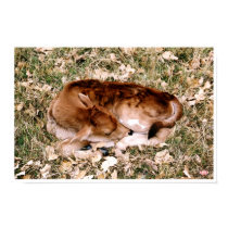 Camouflage Calf posters