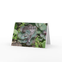 Camouflage cards