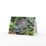 Camouflage cards