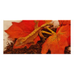 Camouflaging Crested Gecko Customized Photo Card