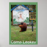 Camp Leaky Orangutan Male Poster